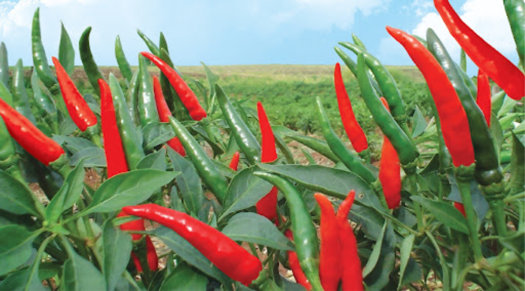  BÓN PHÂN CHO CÂY ỚT